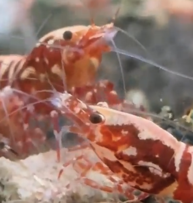 Explore the Exquisite Red Galaxy Fishbone Shrimp: Perfect Shrimp Varieties for Your Aquarium