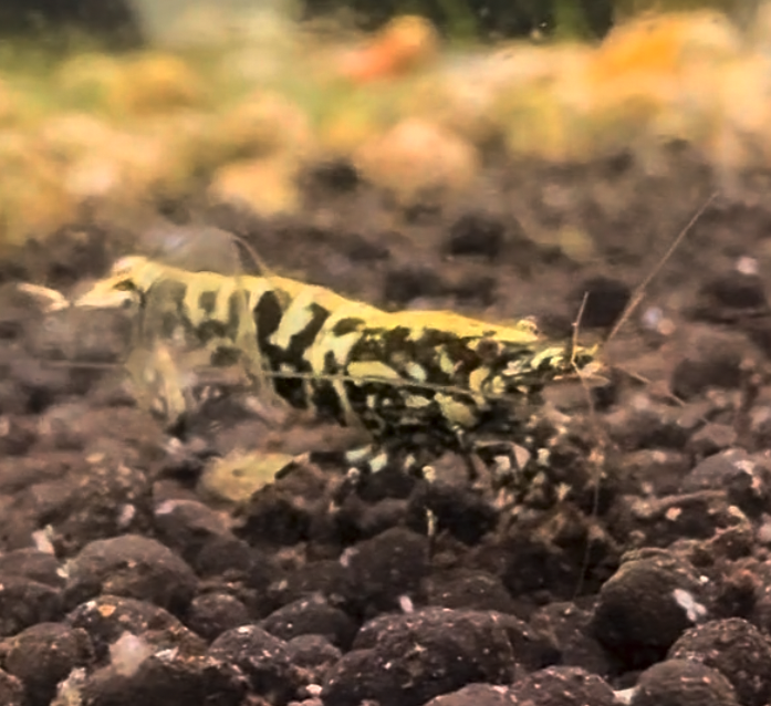 Discover Rare Black Galaxy Fishbone Shrimp: Limited Stock Available Now!