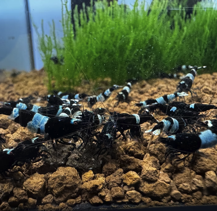 Explore Rare Blue Shadow Panda Shrimp: Ideal for Your Aquarium