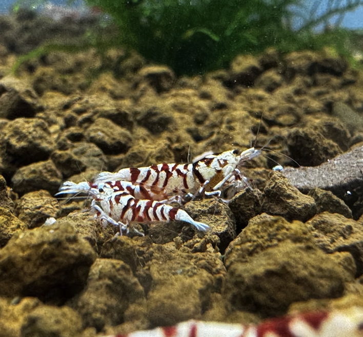 Discover Premium Red Fancy Tiger Shrimp: Caridina Species for Your Tank