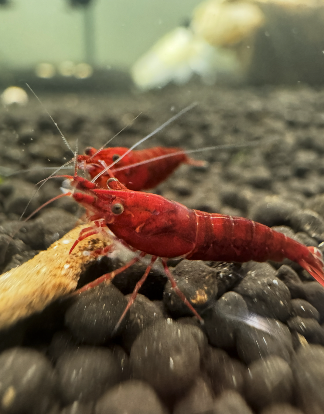 Discover Premium Bloody Mary Neocaridina Shrimp: Perfect Addition to Your Aquarium Collection