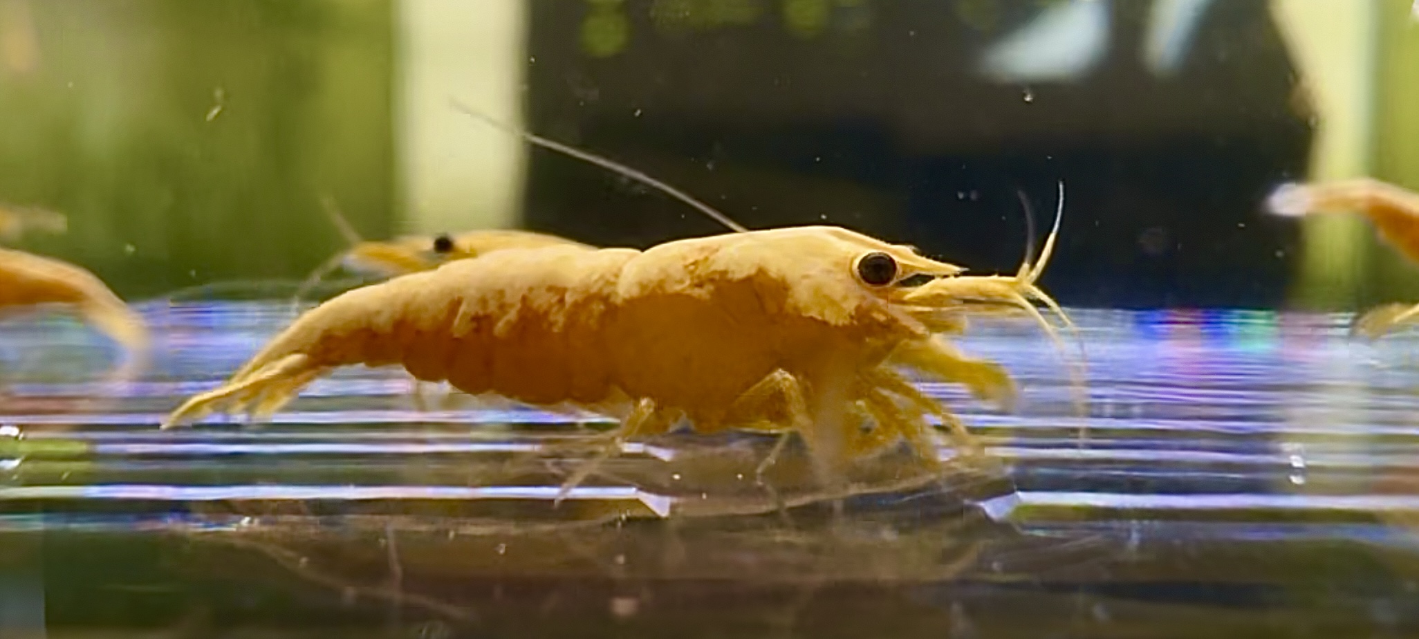 Hand Picked 24K Gold Bar Neocaridina 10+1