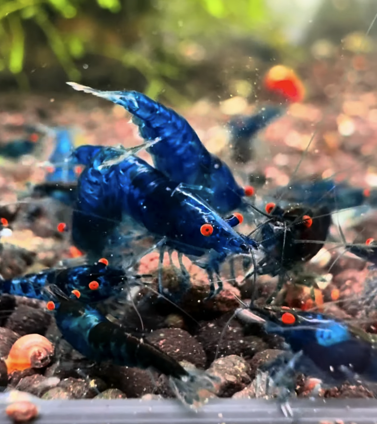 OE Blue Dream Neocaridina + 5 Shrimps