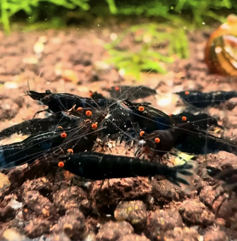 OE Black Sapphire Neocaridina + 5 Shrimps
