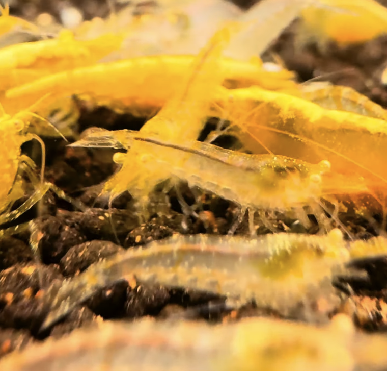 Yellow Golden Eye Neocaridina + 10 Shrimps