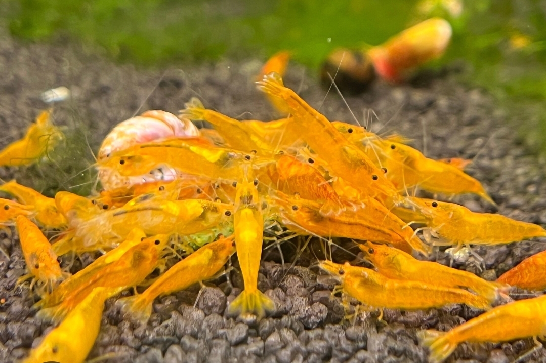 10 X Orange Shrimp