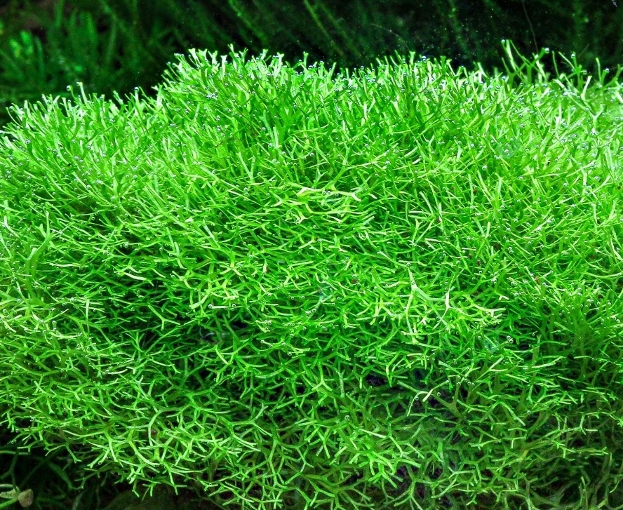 Buy 25 Grams of Premium Riccia Floating Aquarium Plant - Possible Bonus: Baby Shrimp, Snails, or Duckweed
