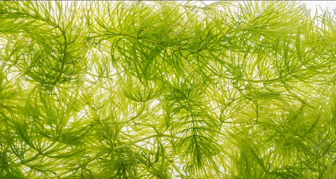 Abundant Hornwort for Purchase: Versatile Aquatic Plant with Potential Baby Shrimp/Snails