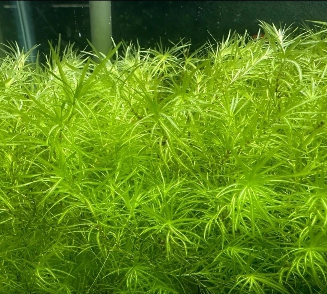 Massive 200g Guppy Grass for Clean Water and Breeding—Includes Bonus Baby Shrimp/Snails/Duckweed