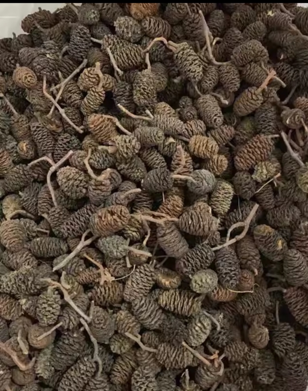 Enhance Aquatic Life with 50g Alder Cones: Nutritional Boost for Shrimp & Fry, Health Enhancement, Water Quality & Safe Habitat.