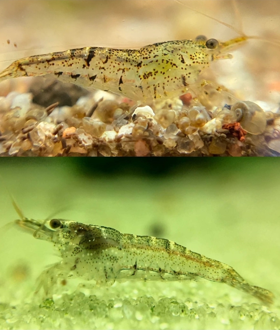 Get 12 Vibrant and Hardy Wild Type Shrimp—Buy 10, Get 2 Free!