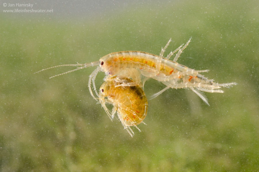 Affordable River Shrimp: Versatile Cleanup Crew and Live Food - Special Offer in Canterbury, UK