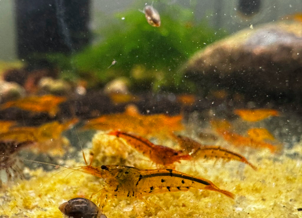 Explore Premium Bloodshot Tiger Neocaridina Shrimp - Limited Offer for Enthusiasts