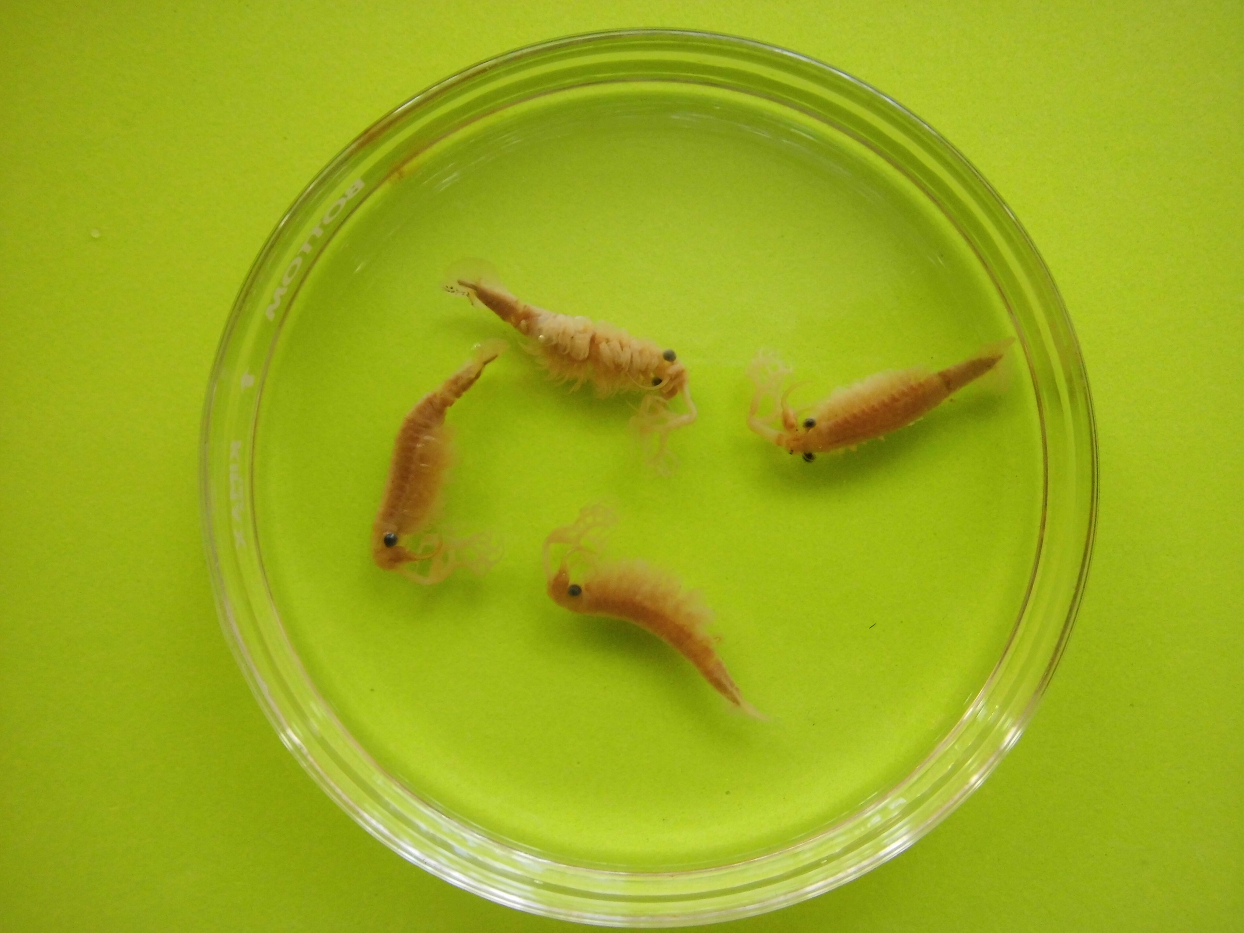 Rare Thai Fairy Shrimp Cysts Streptocephalus sp. - Diect wet Hatching or Dry Storage