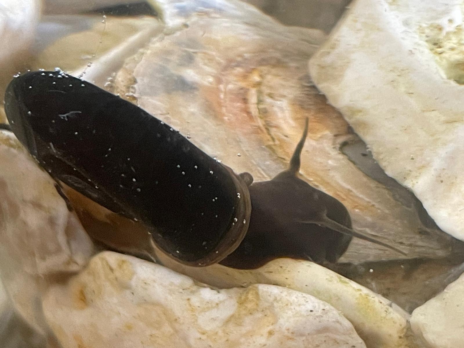 Buy 20 Juvenile Pond Snails (Great Ramshorn) & Get Free Oxygenating Weed!