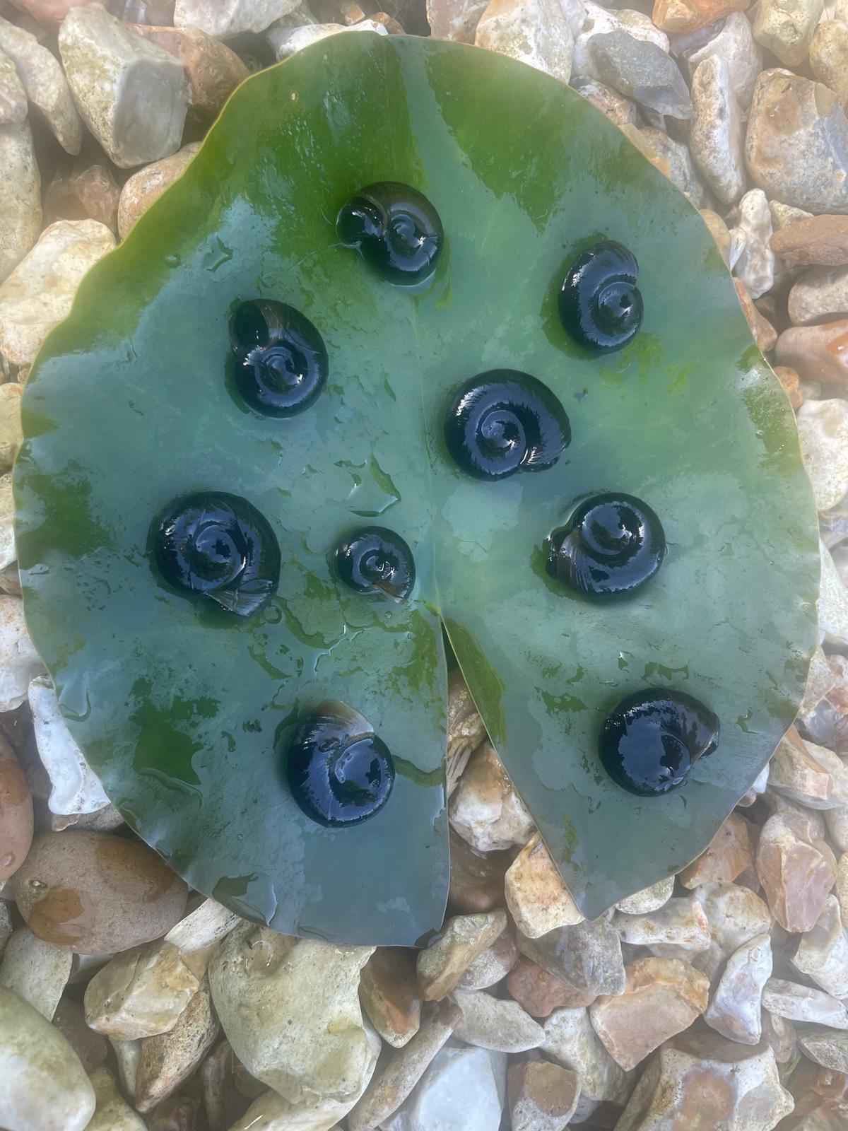 20x Mixed Sized Pond snails (Great Ramshorn)