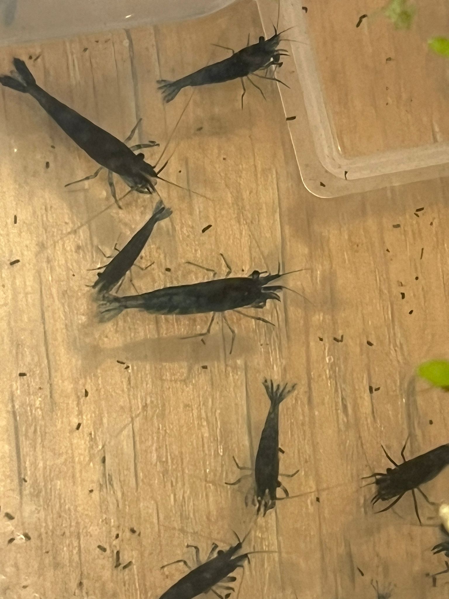 25 X Blue Dream Neocaridina Shrimp – UK Bred – Live Freshwater Shrimp