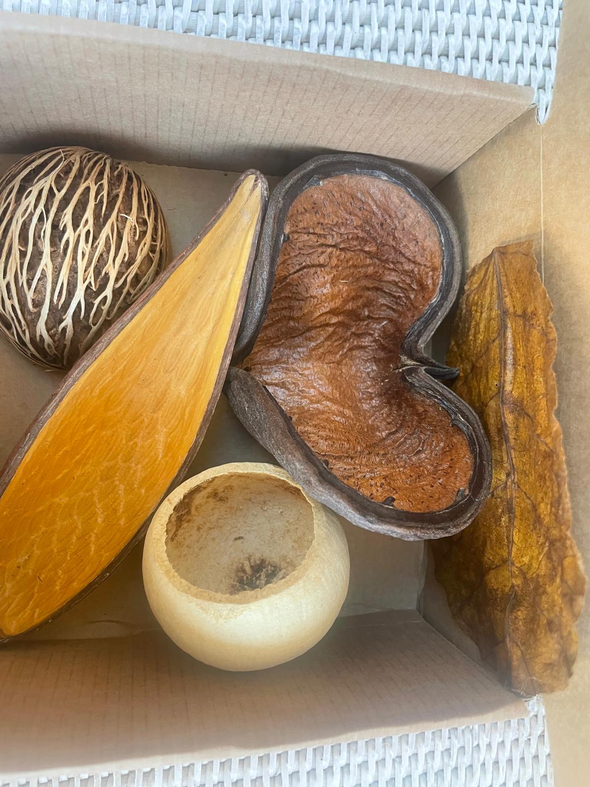 Eco-Friendly Pod Boxes: Enhance Aquariums & Reptile Habitats with Natural Decor and Breeding Spots