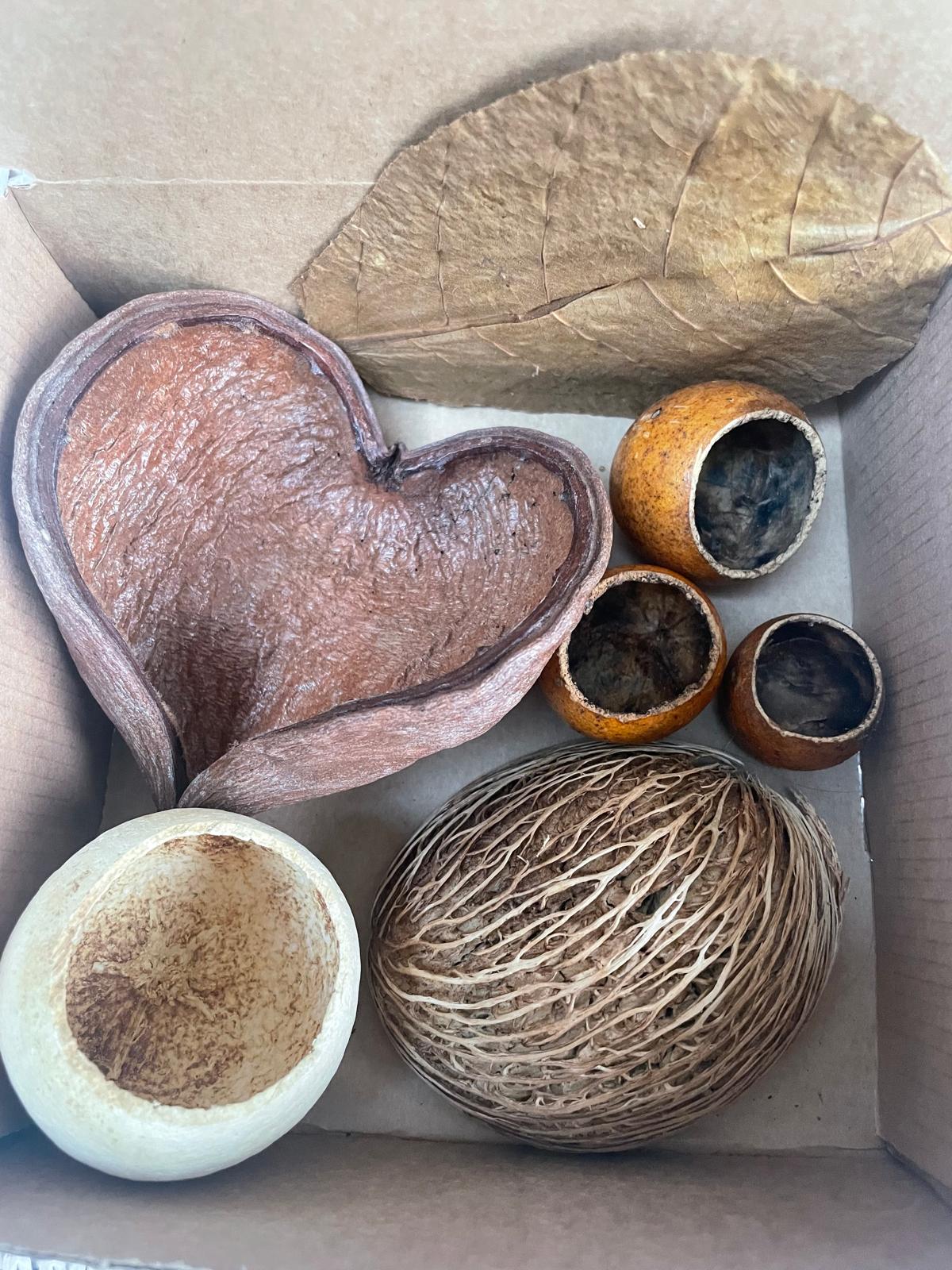 Versatile Botanicals Pod Box: Enhance Aquariums & Vivariums with Natural Hides for Fish, Shrimp, and Reptiles