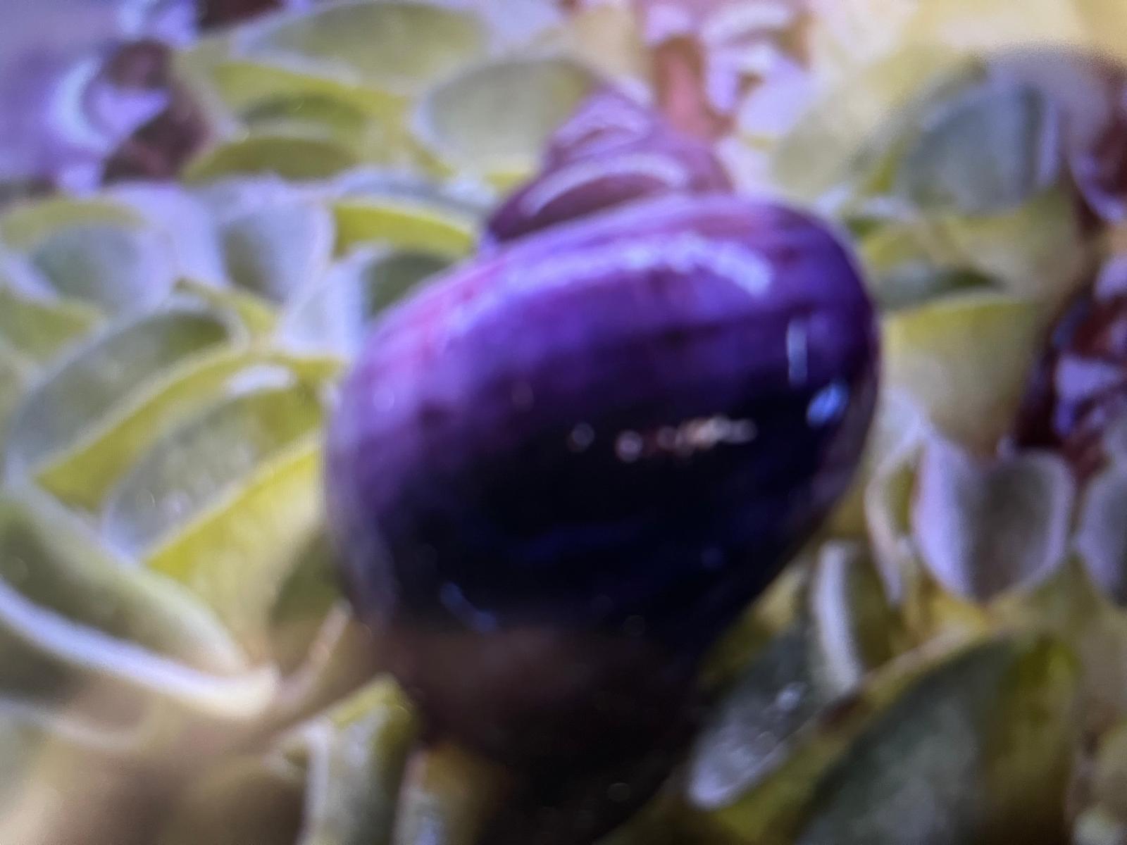 Buy Purple Mystery Snails: Vibrant Colors, Strong Health, and a Free Buddha Nut Seed Pod!