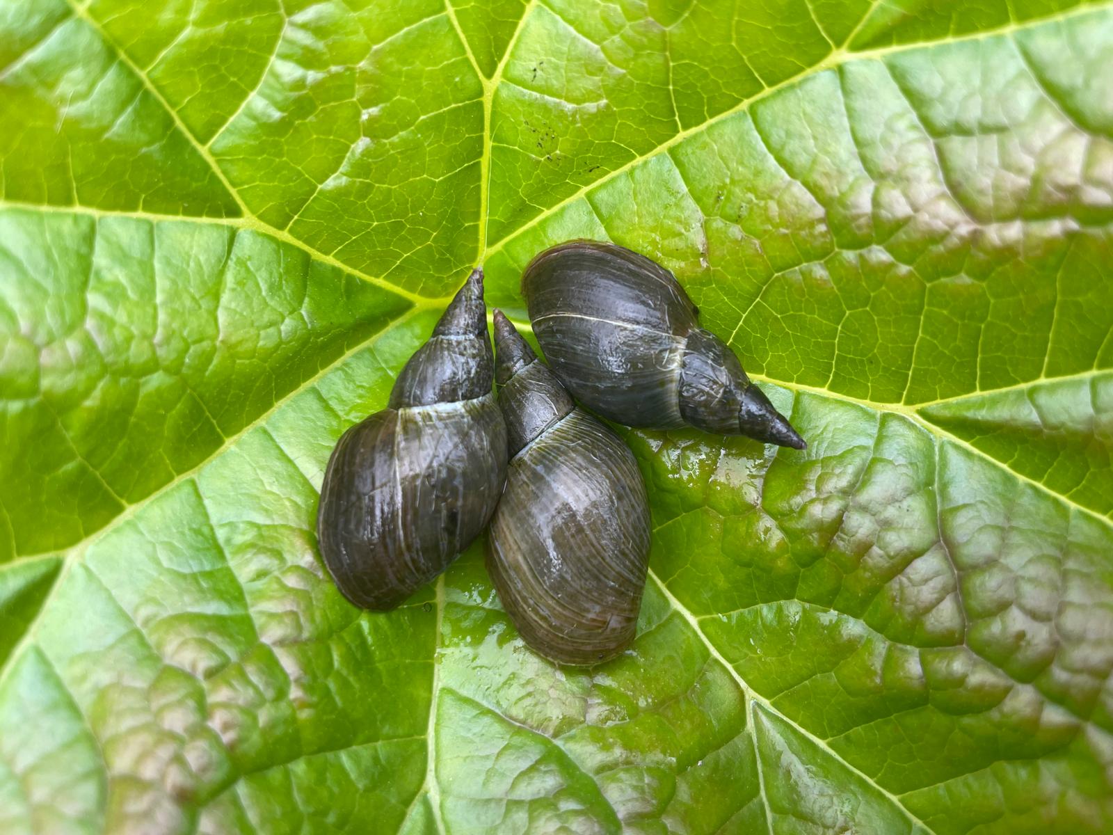 20x Mixed Sized Great Pond snails, Grab a Clean up Crew !!!