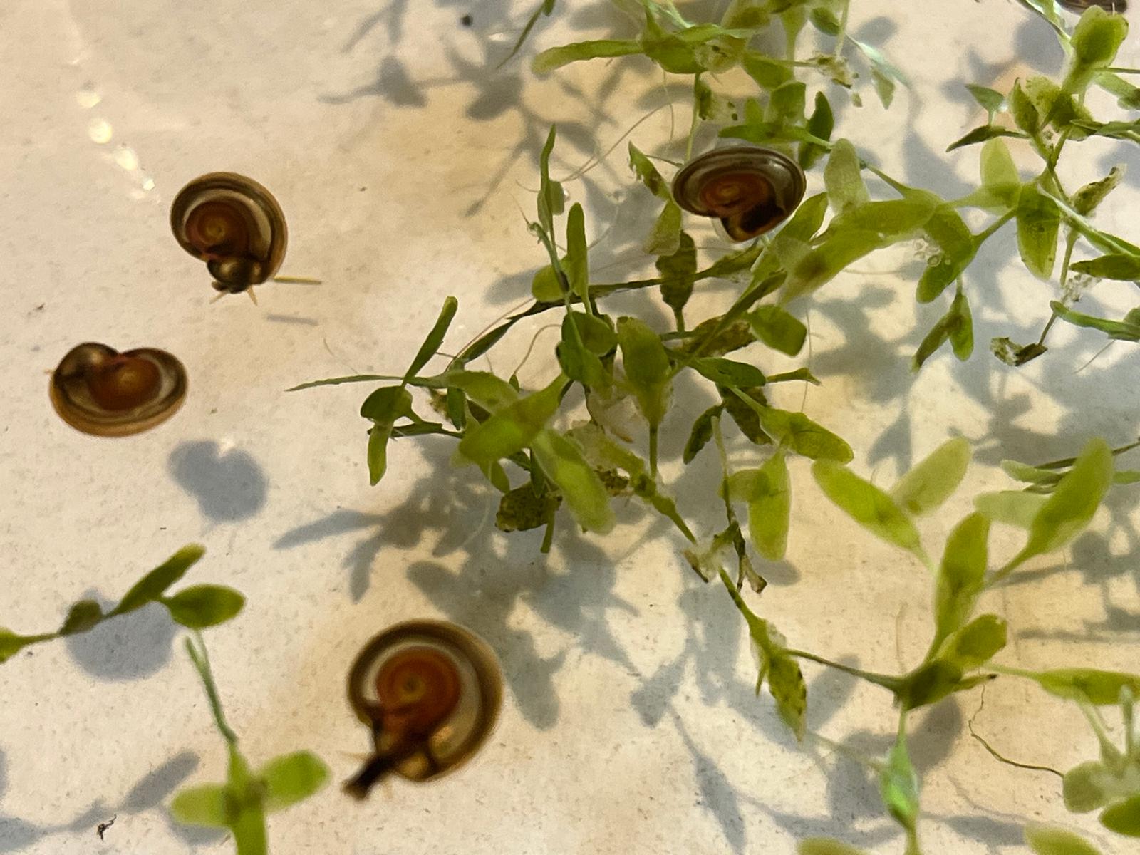 15x Mixed Sized Flat Ramshorn Pond Snails, Grab a Clean up Crew !!!