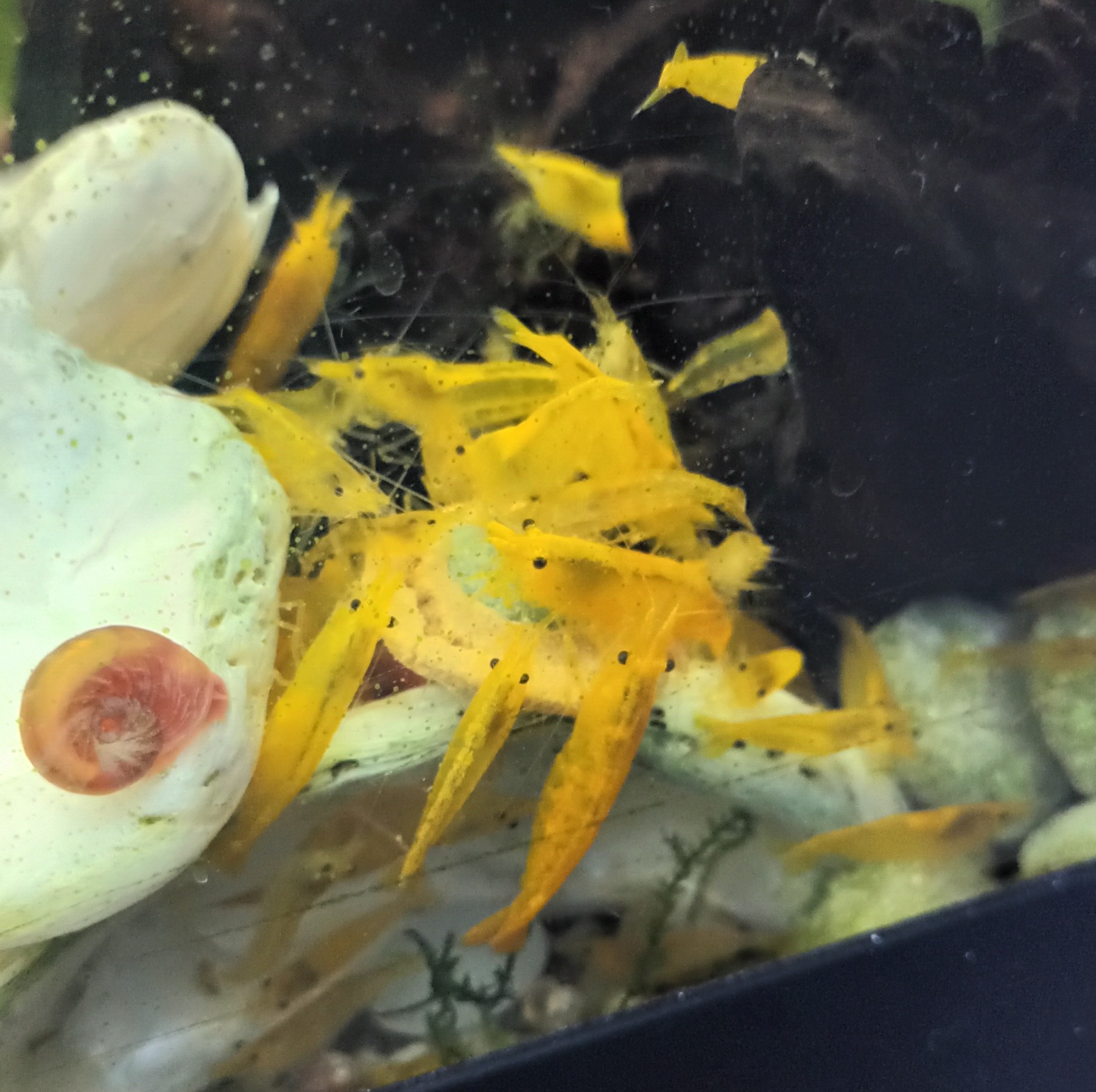 Yellow Cherry Shrimp x50, sent in breather bags