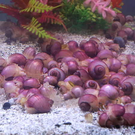 5x Magenta Mystery Snails