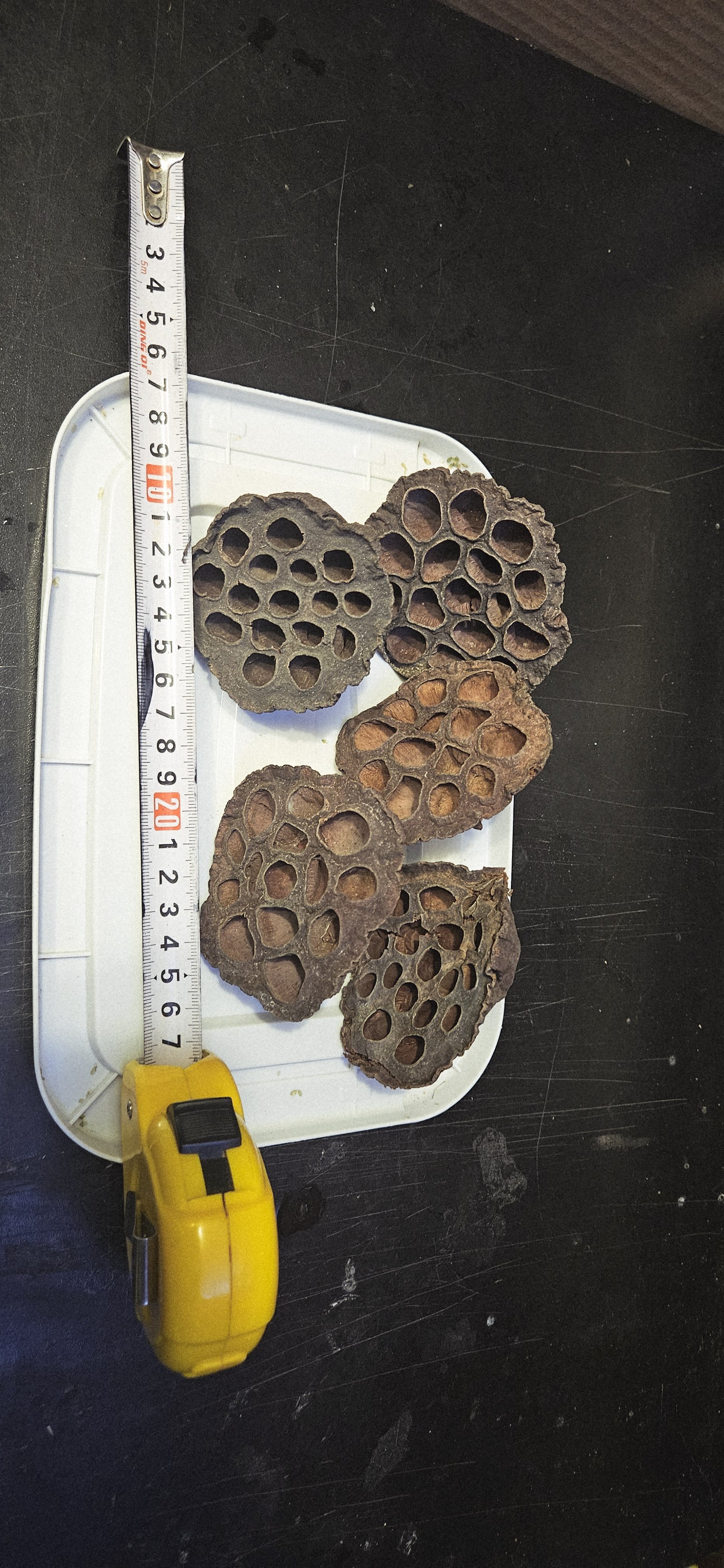 Lotus pods X 10 dry botanicals tannins