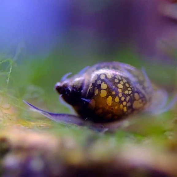 Affordable Bladder Snail Package: 30 for £10 with Extras — Inquire Before Purchase!