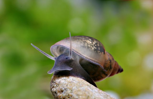 Purchase Mixed Size Bladder Snails & Scuds - 35 Snails Plus Extras for Just $10!