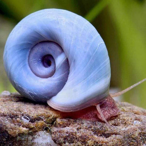 Buy 50 Mixed Blue, Pink, and Brown Ramshorn Snails with Free Shipping for Just $12.99