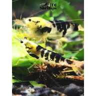 x5+1 Black Dragon/Calceo Bee Caridina