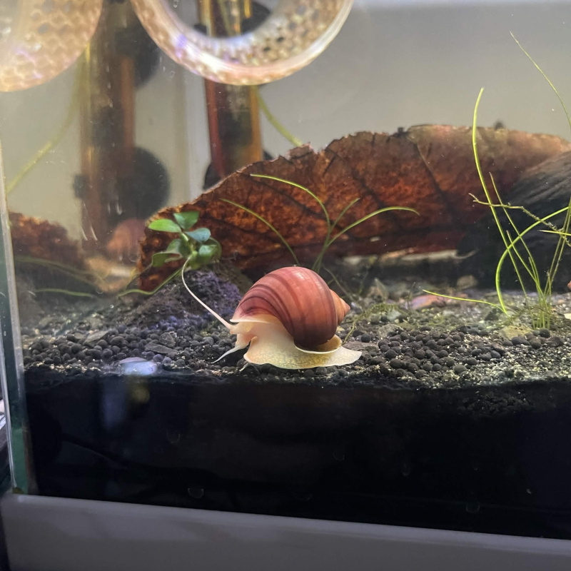 2x  Young Mystery Snail (Magenta)
