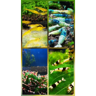 SPECIAL OFFER – CARIDINA MIX OF 10 | SIZE 1–1.5 CM + 2 EXTRA (DOA POLICY)