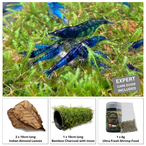 [Shrimp Starter Kit] 10xBlueDream +2Extra + Indian Almond Leaves Catappa + Ultra Fresh Shrimp Food + Bamboo Charcoal with Moss + FREE Expert Guide