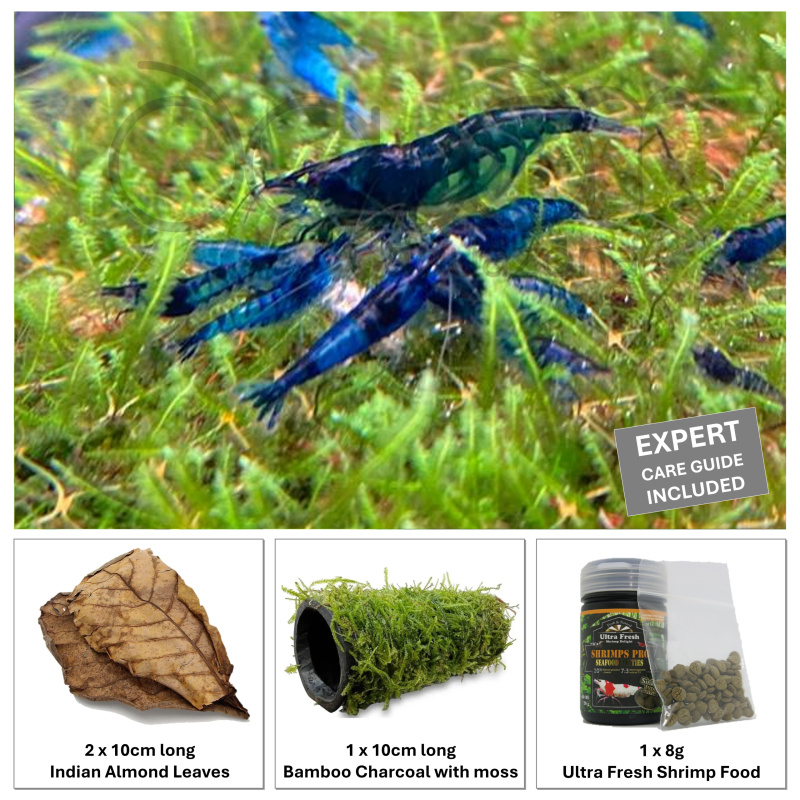 [Shrimp Starter Kit] 10xBlueDream +2Extra + Indian Almond Leaves Catappa + Ultra Fresh Shrimp Food + Bamboo Charcoal with Moss + FREE Expert Guide