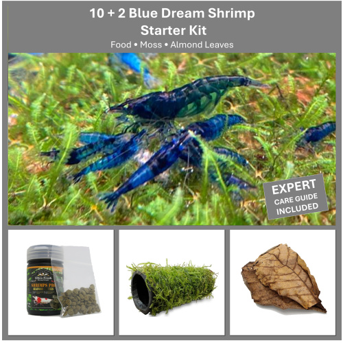 Blue Dream Shrimp Starter Kit | 10+2 Shrimp, Food, Moss & Care Guide