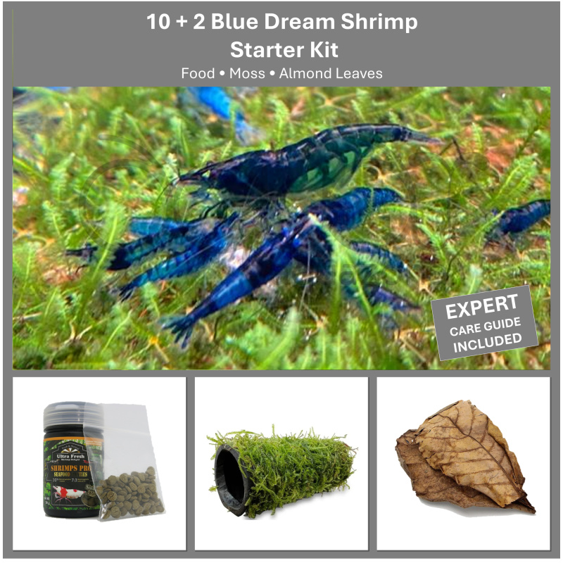 Blue Dream Shrimp Starter Kit | 10+2 Shrimp, Food, Moss & Care Guide