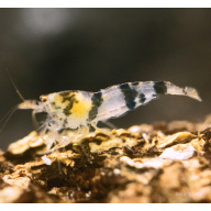 10x UK Bred Raccoon shrimp (aka Racoon Tiger Shrimp)