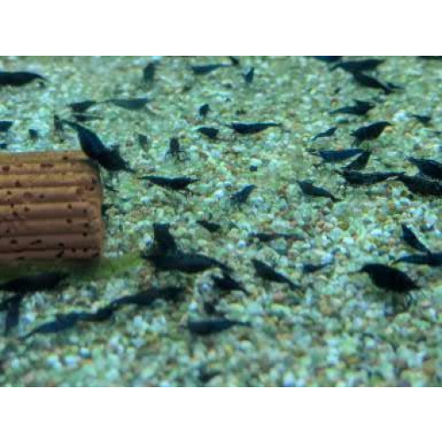 18 + 2 Free Blue Dream Neocaridina Shrimp 1.5-2cm.