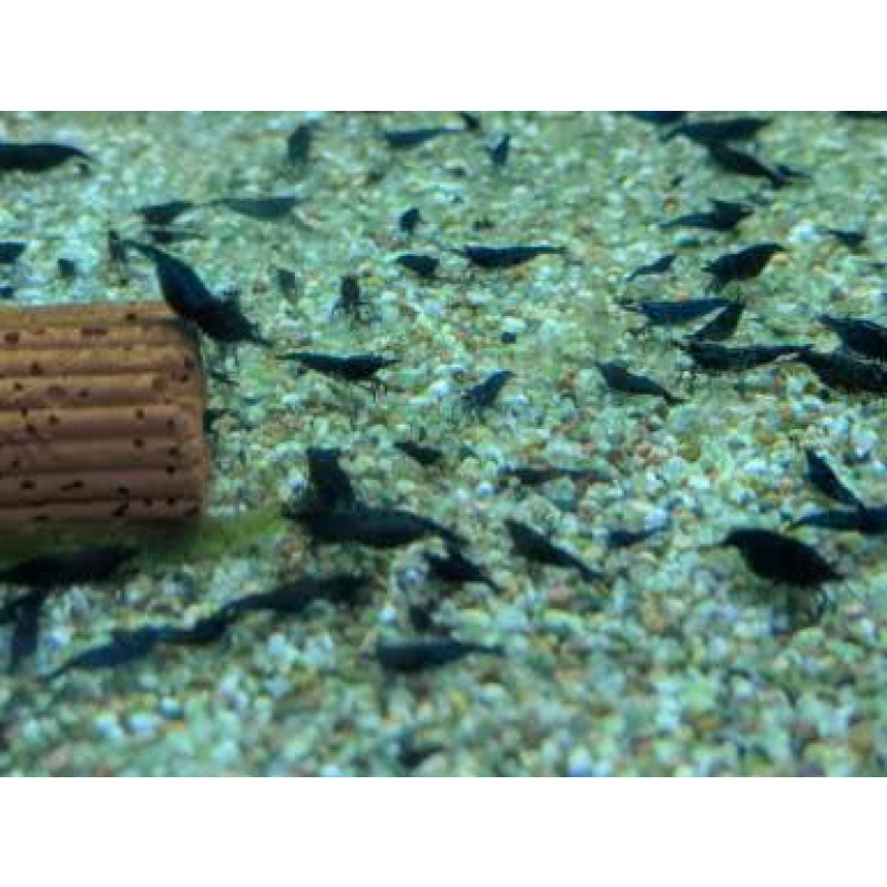 18 + 2 Free Blue Dream Neocaridina Shrimp 1.5-2cm.