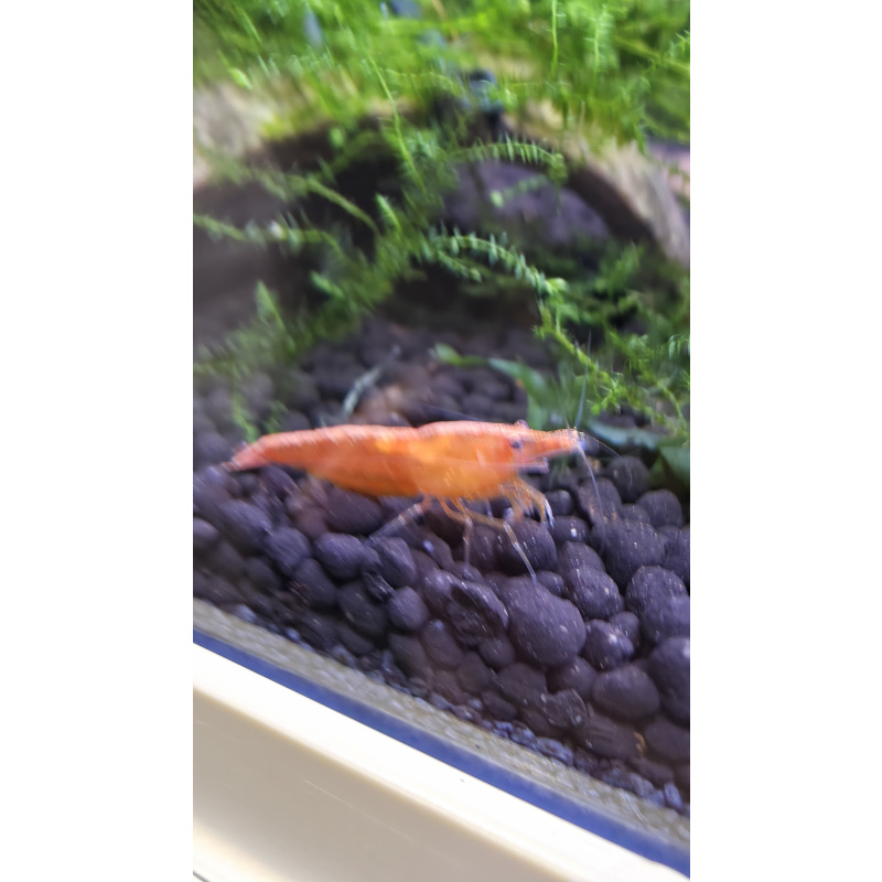 10+1 orange neocaridina shrimp