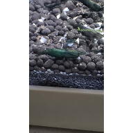 Very high-grade green jade's