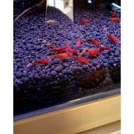 High-grade Bloodymarys neocaridina shrimp