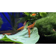 10+1 orange neocaridina shrimp