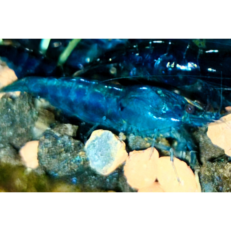 10x + 2 free DOA Blue Velvets + Free Moss