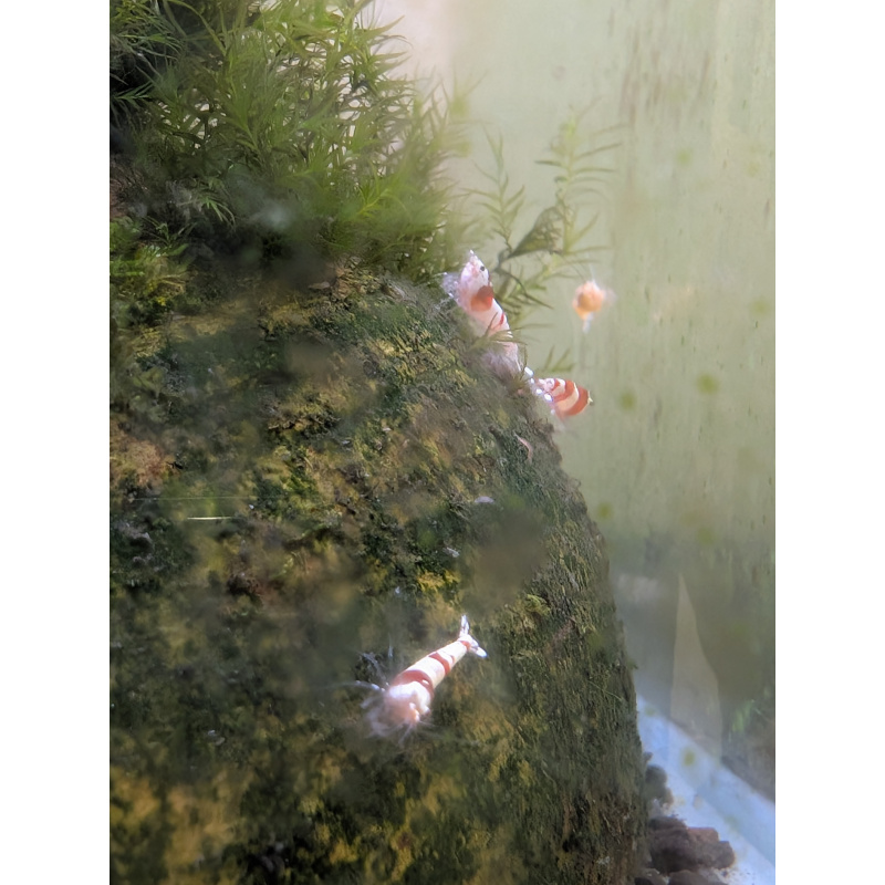 30 Red crystal shrimp