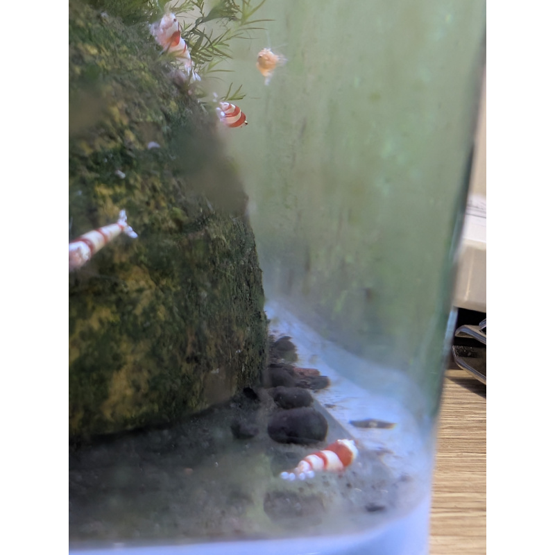 30 Red crystal shrimp