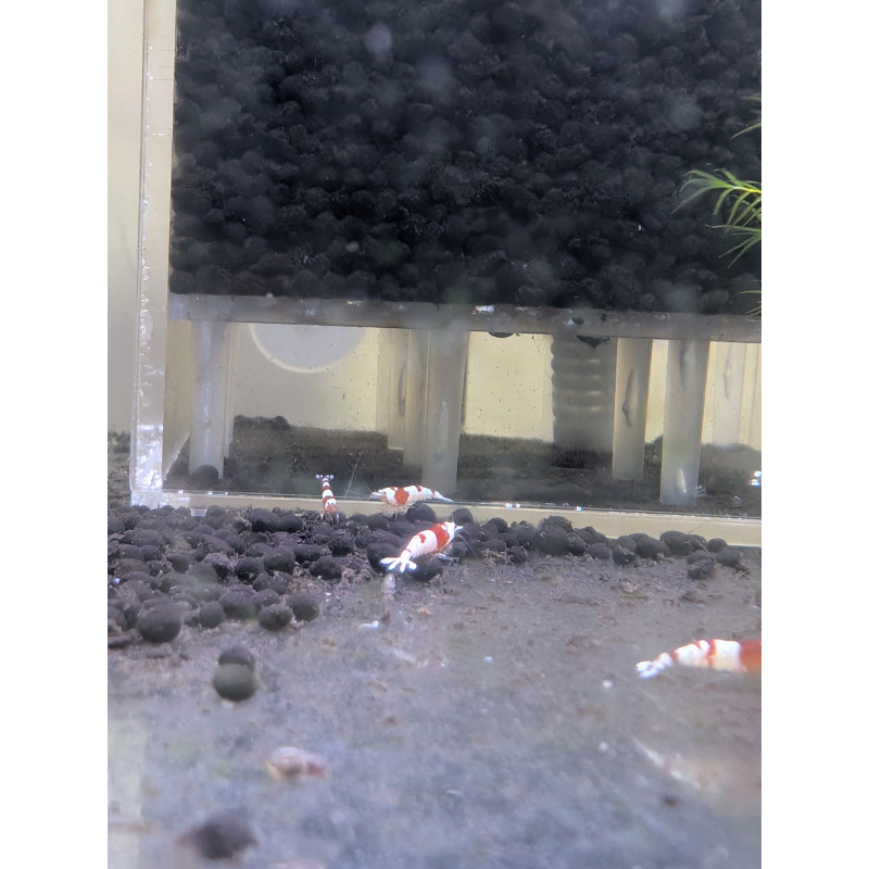 30 Red crystal shrimp